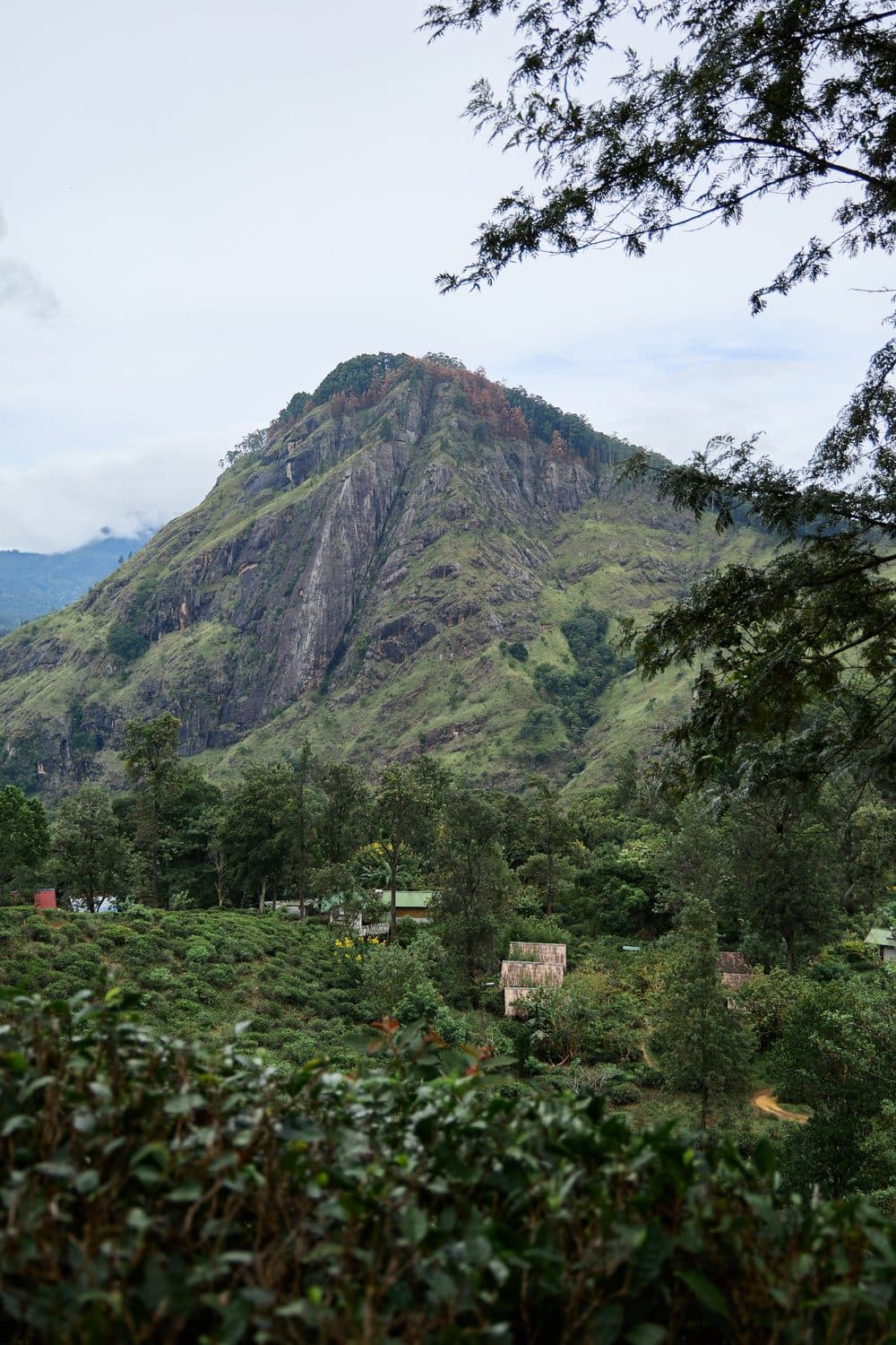 Ella Rock across the valley, seen over the tea from below Little Adam's Peak